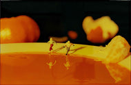 Citrus Skaters