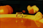 Citrus Skaters