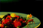 Edible Pasture